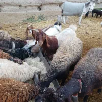 فروش کلار سانن|حیوانات مزرعه|اصفهان, قائمیه|دیوار