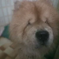 سگ چاوچاو  خوشکل و خوش رنگ