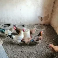 مرغ و خروس محلی تخم گذار