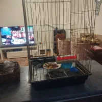 عروس هلندی|پرنده|اهر, |دیوار