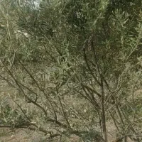 ۳راس میش کشتی