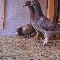 کبوتر|پرنده|قزوین, |دیوار