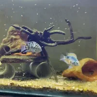 یک جفت ماهی سیچلاید گورخری مولد|ماهی|شوش, |دیوار