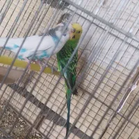 مرغ‌عشق‌مولد