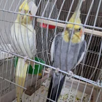 عروس هلندی مولد نر و ماده یه جفت