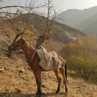 اسب ترکمن|اسب و تجهیزات اسب‌سواری|آسارا, |دیوار