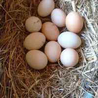 تخم مرغ تخم بلدرچین