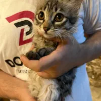 واگذاری گربه ارام اهلی ۲ماهه