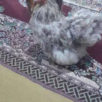 جوجه نیمچه مرغ و خروس کوشین