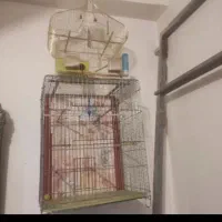 قفس زینتی مخصوص طوطی سانان و عروس هلندی