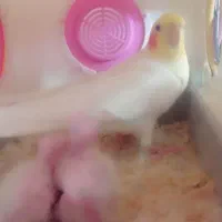 جفت مولد عروس هلندی کارداده سخنگو مولد جوان|پرنده|جلگه رخ, |دیوار