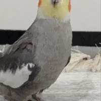 فروش عروس هلندی سخنگو|پرنده|پیرانشهر, |دیوار