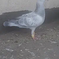 شامی پولکی نر به ضمانت پرش