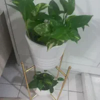 دو عددگلدان پتوس بااستند