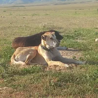 سگ خراسانی