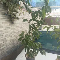 بنجامین سبز و لیمویی|گل و گیاه طبیعی|محمدشهر, شهرک چمران|دیوار