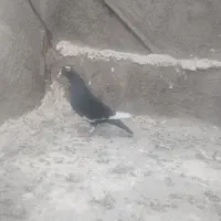 ماده پلنگ|پرنده|کرمان, |دیوار