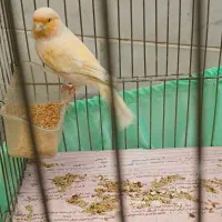 قناری نرموزاییکی