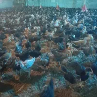 جوجه مرغ و خروس محلی تمام پاسیاه