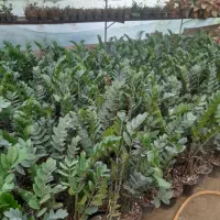 فروش گل زامفولیا قیمت مناسب|گل و گیاه طبیعی|گتاب, |دیوار