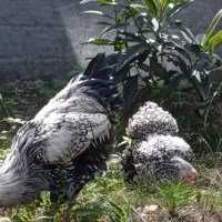 تخم نطفه دار و جوجه ویاندوت سیلور
