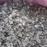 کود کبوتر وحشی