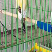 قناری سوپر مست|پرنده|خورموج, |دیوار