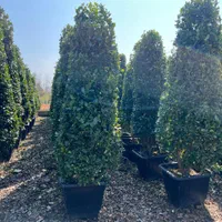 درختچه یاس هلندی قیچی خورده ، گیاه فضای سبز بیرونی|گل و گیاه طبیعی|تهران, مجیدآباد|دیوار