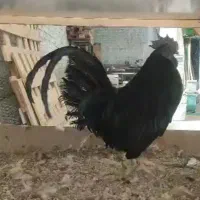 سلام تخم مرغ نطفه دار