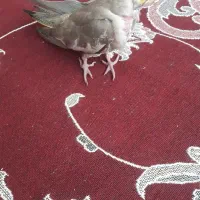 جوجه عروس هلندی