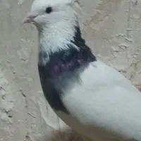 طوقی