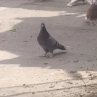 ماده سبز|حیوانات|قم, مصلاء|دیوار