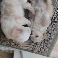 Cavachon سگ بامزه کوچولو
