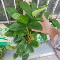 پتوس شیخی چماقدار