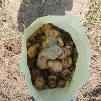 سیب زمینی درجه یک