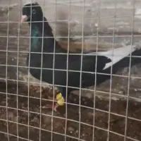 قارا،سرخ،زرد،سرسفید،دم سفید