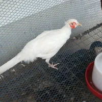 مرغ و خروس آمریکایی نیمچه تا بالغ|حیوانات مزرعه|رودسر, |دیوار