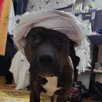 سگ پیتبول گمشده|حیوانات|گرگان, |دیوار