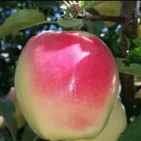 نهال هلو پلاستیکی و تمامی ارقام میوه ها|گل و گیاه طبیعی|شهرکرد, |دیوار