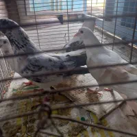 کفتر
