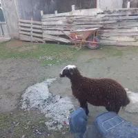 فروش نر بره واسه قربانی