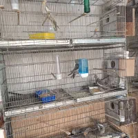 فروش همه نوع طوطی|پرنده|چمران, |دیوار