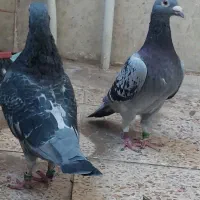 پلاکی یک جفت پرینت ۵۵۰ کلیومتر|پرنده|اهواز, ۳۰ متری|دیوار