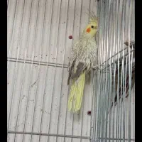 عروس هلندی معاوضه|پرنده|کرج, شاهینویلا|دیوار