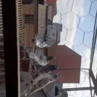 کبوتر  پرشی