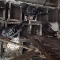 کفتر