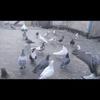 دوستان کفتر خال افغانی سیاه گمشده