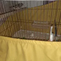 فنچ مرغ عشق عروس هلندی|پرنده|بندرعباس, |دیوار