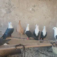 کبوتر۸تا  کلاغ کربلایی. ماده