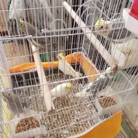 لوازم منزل|حراج|یزد, |دیوار